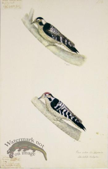 118 Swedish Birds . Picus Medius (Spotted Woodpecker)